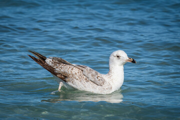 A Audouin's gull at the beach.