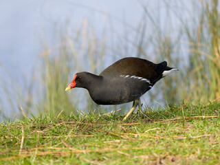 Moorhen, Gallinula chloropus
