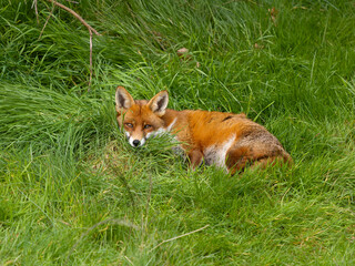 Red fox, Vulpes vulpes