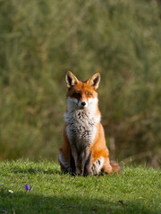 Red fox, Vulpes vulpes