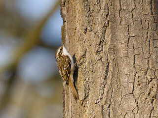 Treecreeper, Certhia familiaris