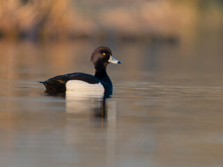 Tufted duck, Aythya fuligula