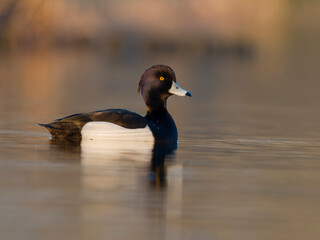 Tufted duck, Aythya fuligula