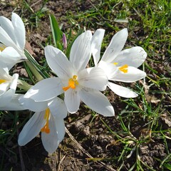 Des fleurs blanches 