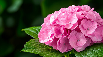 Delicate Pink Hydrangea Blossoms on Green Leaves Creating a Lush and Vibrant Botanical Scene in Nature, Ideal for Floral and Garden Themes