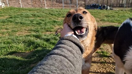 Super cute rescue dog with big puppy eyes being stroked on a green field in front of dog kennels at an animal rescue and sanctuary