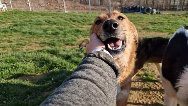 Super cute rescue dog with big puppy eyes being stroked on a green field in front of dog kennels at an animal rescue and sanctuary