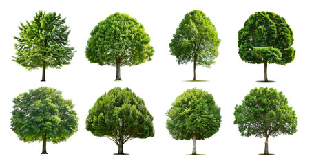 Fototapeta premium Various Tree Types in Different Shapes and Sizes Isolated Background, Bundle Set Collection, Isolated on Transparent Background