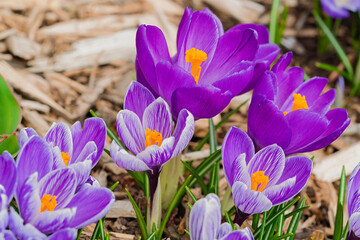 Mixed hybrid crocus flowering in the early spring garden.
