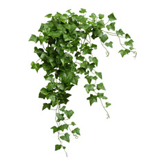 A lush arrangement of green ivy leaves cascading gracefully down.