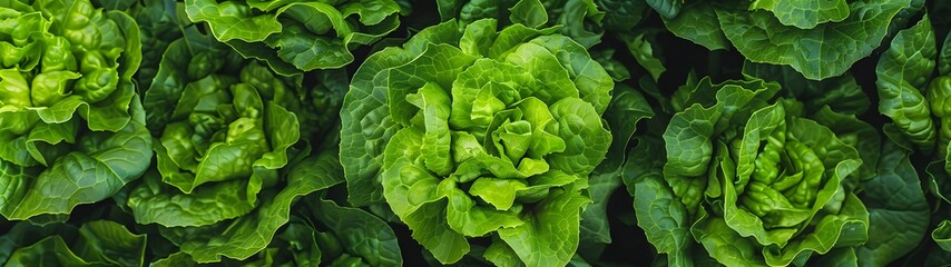 Fototapeta premium fresh green lettuce with crisp, textured leaves