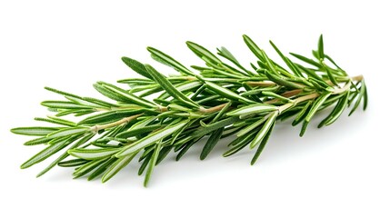 Fototapeta premium Green Rosemary isolated on white background