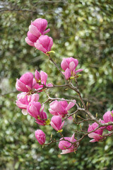 A magnolia tree in full bloom with vibrant pink flowers set against a blurred green foliage background in Istanbul, captured in April