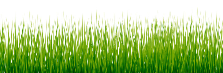 250311_grass