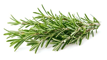 Fototapeta premium Rosemary isolated on white background