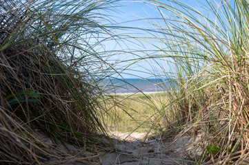 Fototapeta premium View through beach grass to the sea