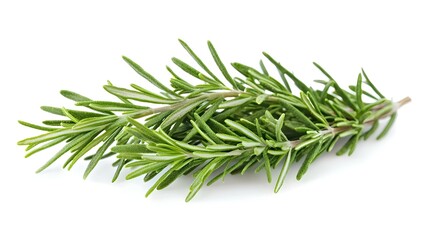 Fototapeta premium Rosemary isolated on white background