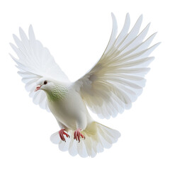 A white dove spreads its wings gracefully in mid-flight, showcasing its elegant feathers.
