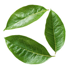 Obraz premium Three vibrant green leaves arranged in a circular formation, showcasing their smooth texture and rich coloration.