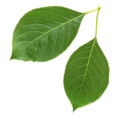 Obraz premium Two green leaves with prominent veins and a smooth texture, connected by a slender stem.