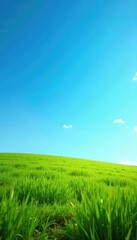 Obraz premium Vibrant green grass, rich brown soil against a clear blue sky , texture, organic
