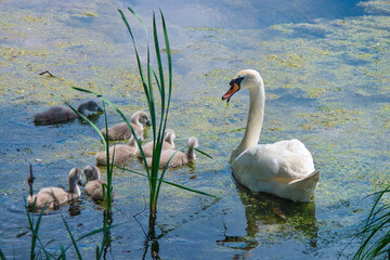 Family of mute swans swimming in a pond during a sunny day