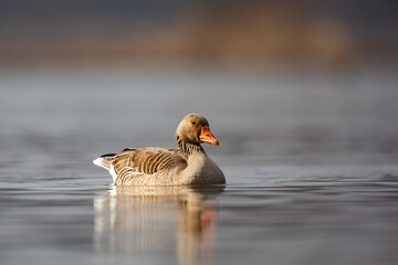 Gęś zbożowa, taiga bean goose (Anser fabalis) © Michal Przystas