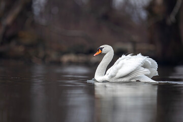 Łabędź niemy, mute swan (Cygnus olor) © Michal Przystas