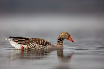 Gęś zbożowa, taiga bean goose (Anser fabalis) © Michal Przystas