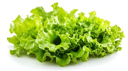 Fresh Green Leaf Lettuce isolated on white background