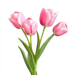Fototapeta premium Spring tulips bloom against a white backdrop.