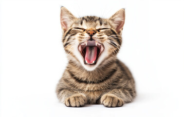 Obraz premium Happy cat with open mouth isolated on a white background