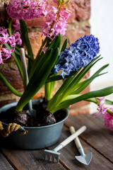 Concept of spring home gardening, transplanting plant in ceramic pots on wooden table. Taking care of plants and flowers. Springtime leisure activity, hobby, garden tools. Stylish house interior