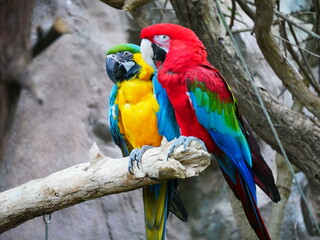 A Pair of Macaws at the Zoo