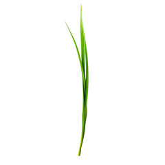Single Blade of Grass on Black isolated on transparent background