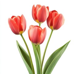 Naklejka premium Tulips emerge on white.