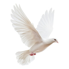 Obraz premium A white dove in mid-flight with spread wings, showcasing its graceful form and delicate features.