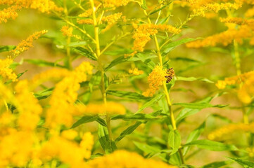 Allergy to pollen and plants. yellow Ambrosia flowers with warm sunlight on a sumer day. Insects are working on ragweed flowers.