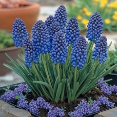 Obraz premium Muscari has blue flowers.