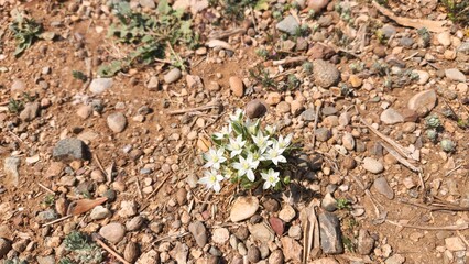 Star of Bethlehem (Ornithogalum orthophyllum) heralds the arrival of spring, its delicate blossoms symbolizing renewal and hope 