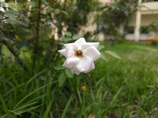 white flowers in the garden