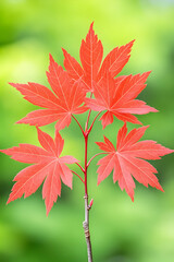Vibrant crimson maple leaves emerge