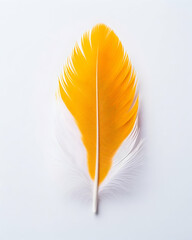 Vibrant orange and white feather (1)
