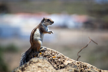 squirrel on the rocks