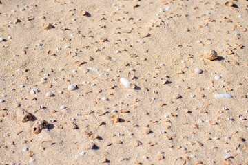 shells in sand