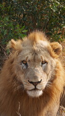 portrait of a lion