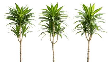 Obraz premium palm tree isolated on white
