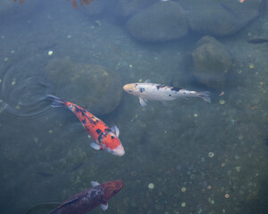 three koi fish of different colors swimming in a clear pond, showcasing their intricate patterns and graceful movement