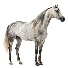 Beautiful gray dappled horse standing majestically showcasing its muscular build and elegant stance perfect for equestrian lovers horse breeders and those passionate about majestic equine beauty © Sultan