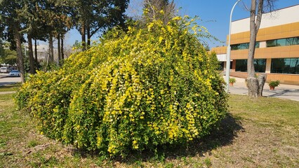 Jasminum nudiflorum, known as Winter Jasmine, is an evergreen plant with bright yellow flowers that adorn gardens both in summer and winter, providing a cheerful splash of yellow all year round.